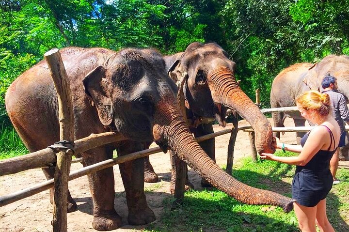 Visit an Ethical Elephant Sanctuary