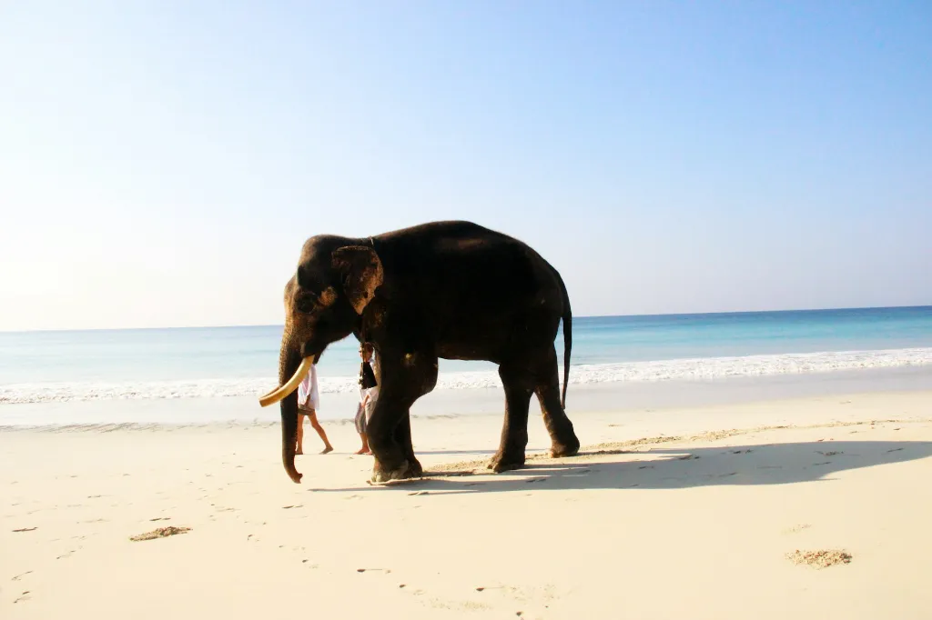 Andaman Honeymoon Tour Package with Swaraj Dweep Shaheed Dweep