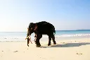 Andaman Honeymoon Tour Package with Swaraj Dweep Shaheed Dweep