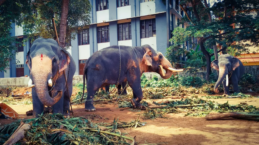 unsplash_6P7UfVv-XZU_Pinnawala Elephant Orphanage.webp