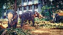 Sri Lanka Maldives Tour Package