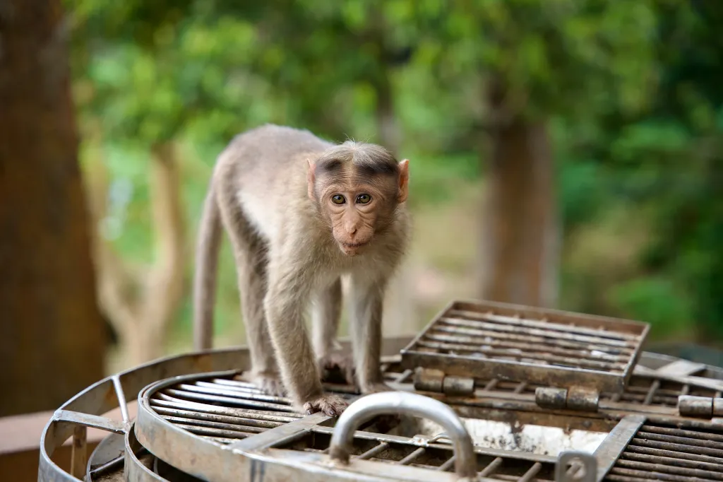 Kerala Tour Package 5 Nights 6 Days Munnar Thekkady Alleppey Kovalam