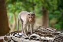 Kerala Tour Package 5 Nights 6 Days Munnar Thekkady Alleppey Kovalam