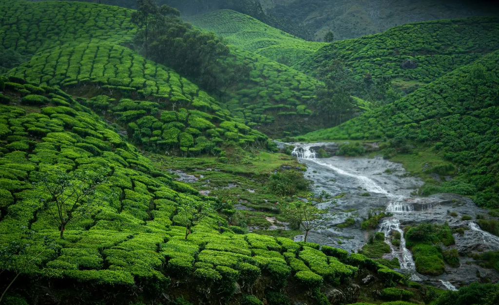 Kerala Tour Package 5 Nights 6 Days Munnar Thekkady Alleppey Kovalam