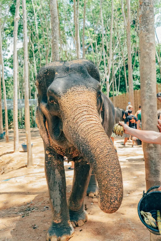 Phuket Krabi Tour Package tag getaways