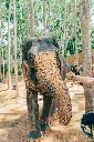 Phuket Krabi Tour Package tag getaways