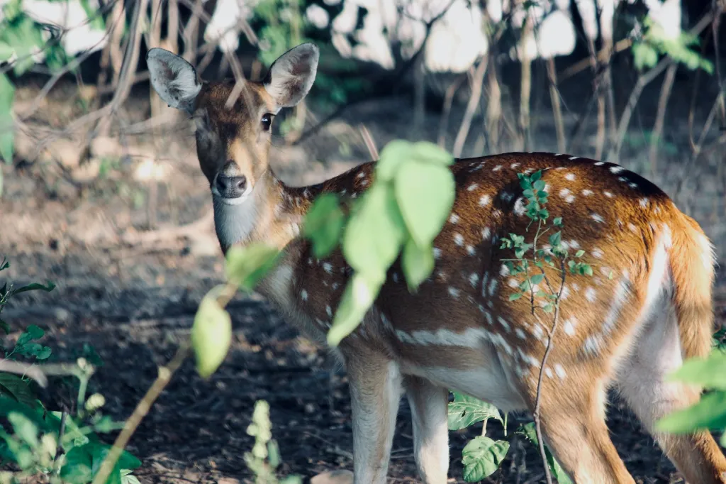 Jim Corbett Nainital Tour Package