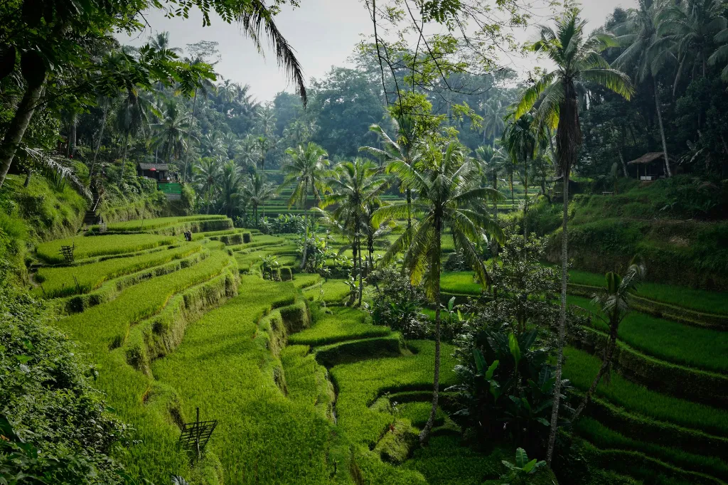 Explore The Beauty of Bali Tour Package