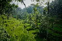 Explore The Beauty of Bali Tour Package