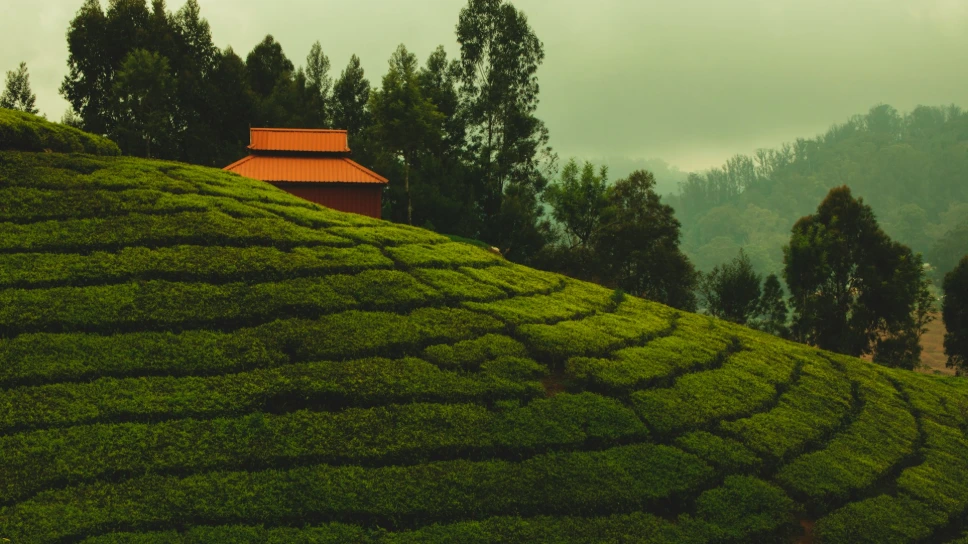 Munnar Kodaikanal Ooty Coimbatore Hill Station Tour