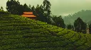 Munnar Kodaikanal Ooty Coimbatore Hill Station Tour