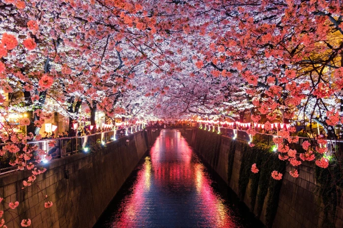 Japan Cherry Blossom Tour Package